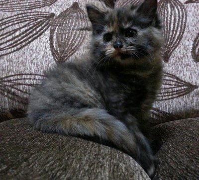 Ally - Persian Cat