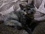 Ally - Persian Cat