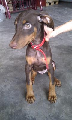 Doberman Puppy - Doberman Pinscher Dog