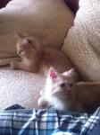 Both Male Kitten