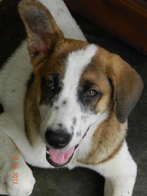 Chotu - Mixed Breed Dog