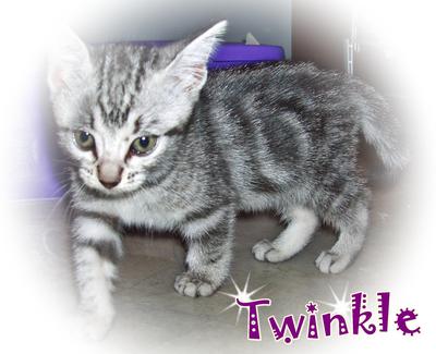 Twinkle - American Shorthair Cat