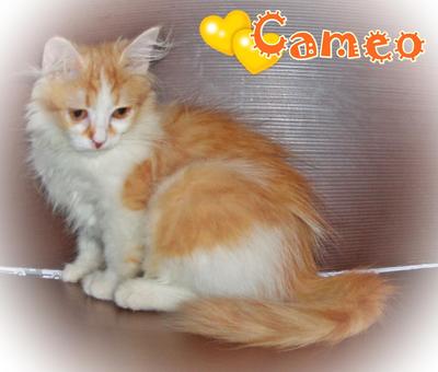 Cameo - Ragamuffin Cat