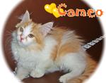 Cameo - Ragamuffin Cat