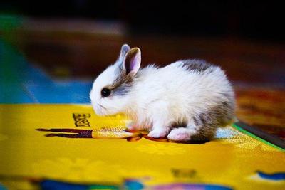 Angora Mix Rabbit - Angora Rabbit Rabbit