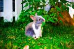 Angora Mix Rabbit - Angora Rabbit Rabbit