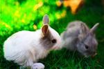 Angora Mix Rabbit - Angora Rabbit Rabbit