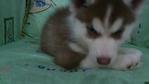 PF31359 - Siberian Husky Dog