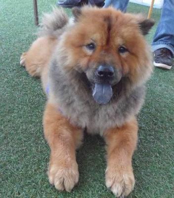 Browny - Chow Chow Dog