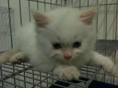 White Bear - Ragdoll Cat