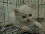 White Bear - Ragdoll Cat