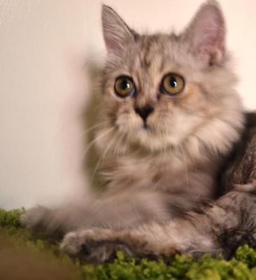 Tuut - Persian + Maine Coon Cat