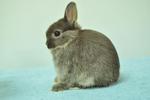 Netherland Dwarf - Chocolate Otter - Netherland Dwarf Rabbit