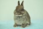 Netherland Dwarf - Chocolate Otter - Netherland Dwarf Rabbit