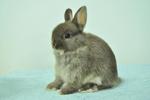 Netherland Dwarf - Chocolate Otter - Netherland Dwarf Rabbit