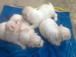 Maltese Pupies White  - Maltese Dog