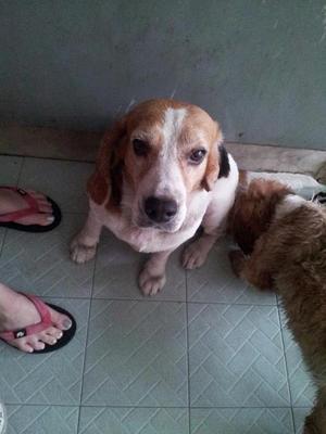 Unknown - Beagle Mix Dog