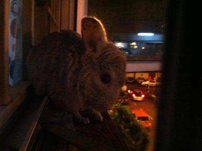 Casper - Chinchilla Small & Furry