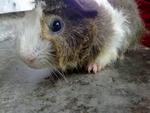 Swirl - Guinea Pig Small & Furry