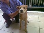 Boney - Mixed Breed Dog