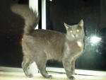 Rocky - Domestic Long Hair + Russian Blue Cat