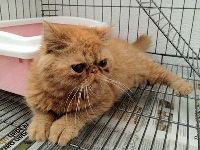 PF31431 - Exotic Shorthair Cat
