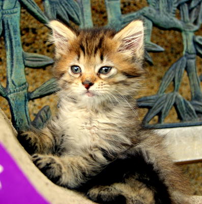 Cookie - Maine Coon Cat