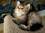 Cookie - Maine Coon Cat