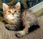 Cookie - Maine Coon Cat