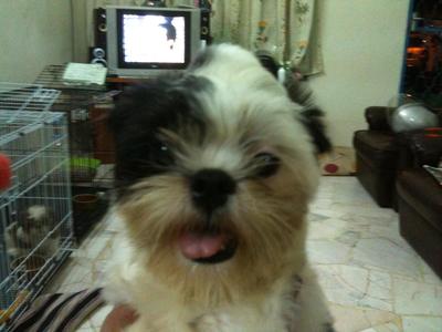 Yao Yao - Shih Tzu Dog