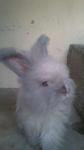 English Anggora - Angora Rabbit Rabbit