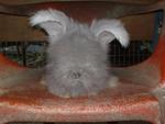 English Anggora - Angora Rabbit Rabbit