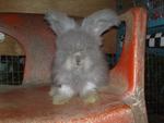 English Anggora - Angora Rabbit Rabbit