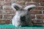 English Anggora - Angora Rabbit Rabbit