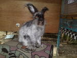 English Anggora - Angora Rabbit Rabbit