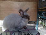 English Anggora - Angora Rabbit Rabbit