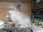 English Anggora - Angora Rabbit Rabbit