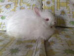 Jersey Wooly - Jersey Wooly Rabbit