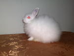 Jersey Wooly - Jersey Wooly Rabbit