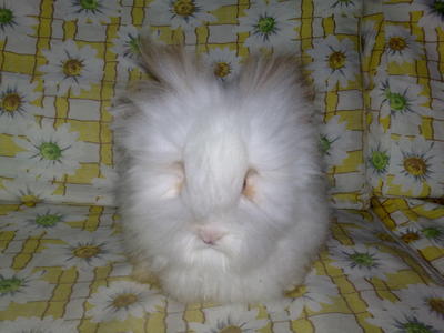 Teddy Bear - Angora Rabbit Rabbit