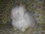 Teddy Bear - Angora Rabbit Rabbit