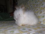 Teddy Bear - Angora Rabbit Rabbit