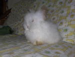 Teddy Bear - Angora Rabbit Rabbit