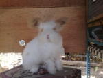 Teddy Bear - Angora Rabbit Rabbit