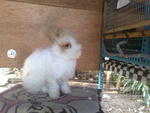 Teddy Bear - Angora Rabbit Rabbit