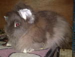 Teddy Bear - Angora Rabbit Rabbit