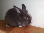 Lion Head Mix - Lionhead + Bunny Rabbit Rabbit