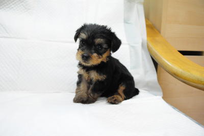 Female No.2 - Silky Terrier Dog