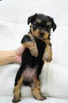 Female No.2 - Silky Terrier Dog