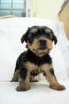 Female No.2 - Silky Terrier Dog